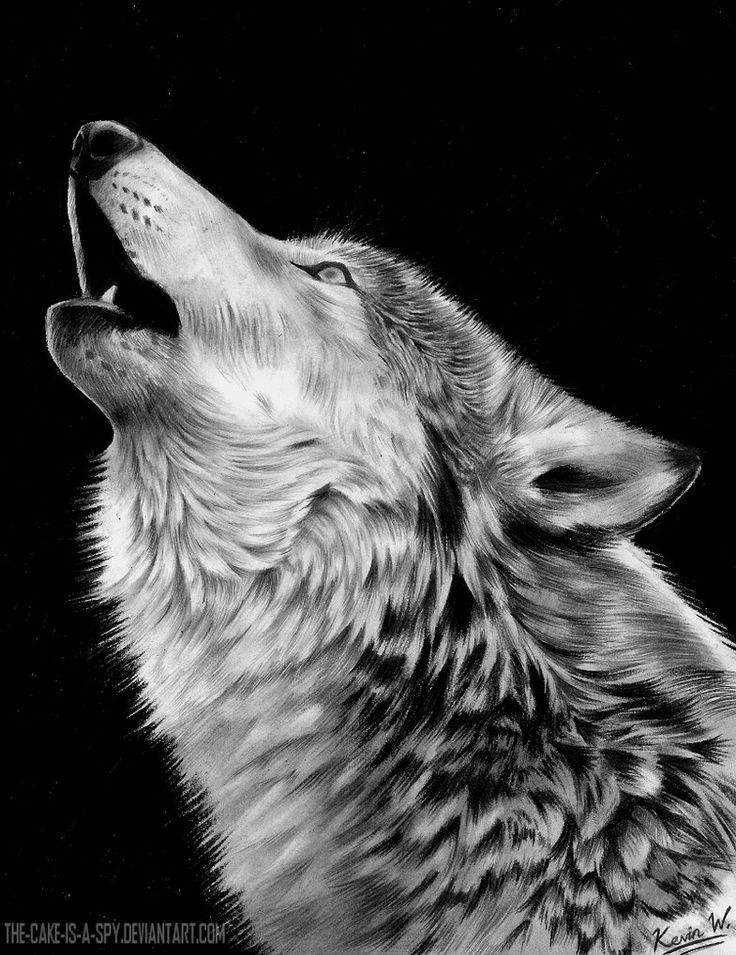 Wolf Howling At The Moon Drawing Hand Drawn Sketch