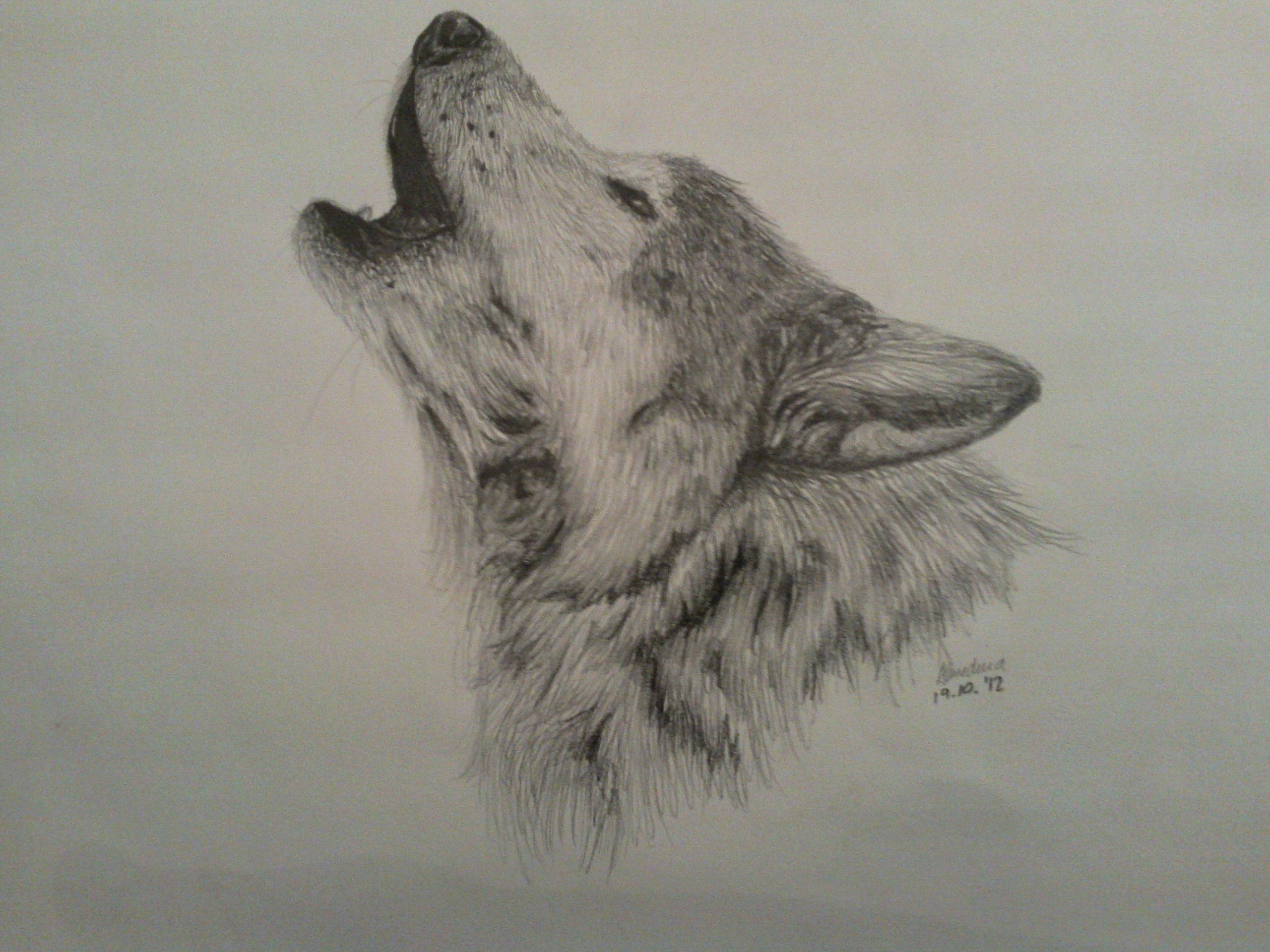 Wolf Howling At The Moon Drawing