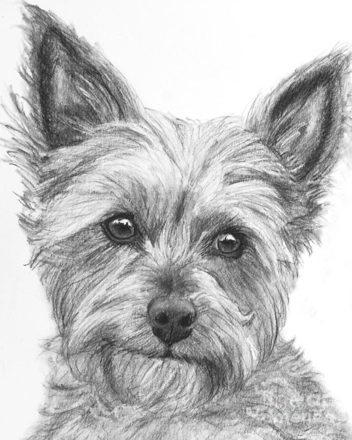 Yorkshire Terrier Drawing Amazing Sketch