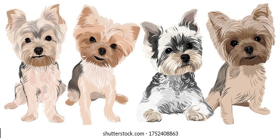 Yorkshire Terrier Drawing Art