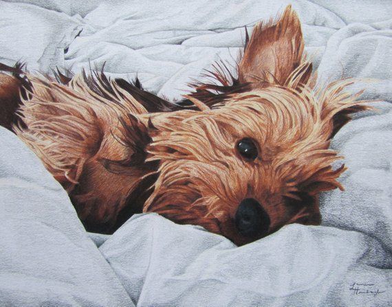 Yorkshire Terrier Drawing Hand drawn Sketch