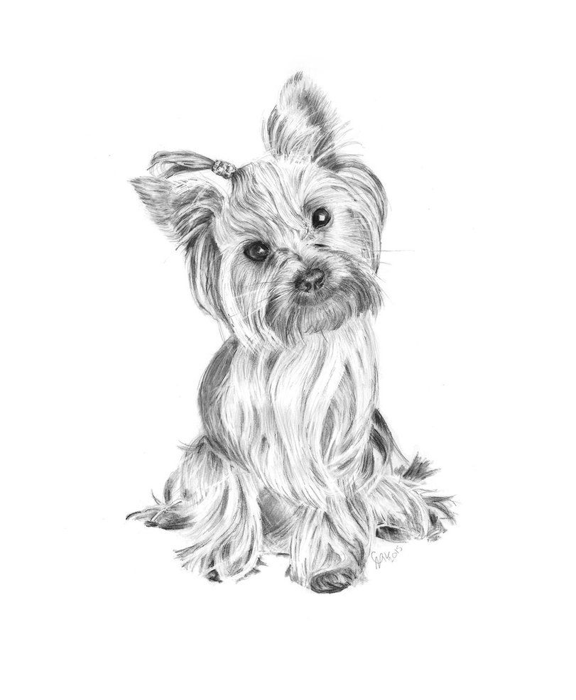 Yorkshire Terrier Drawing Modern Sketch