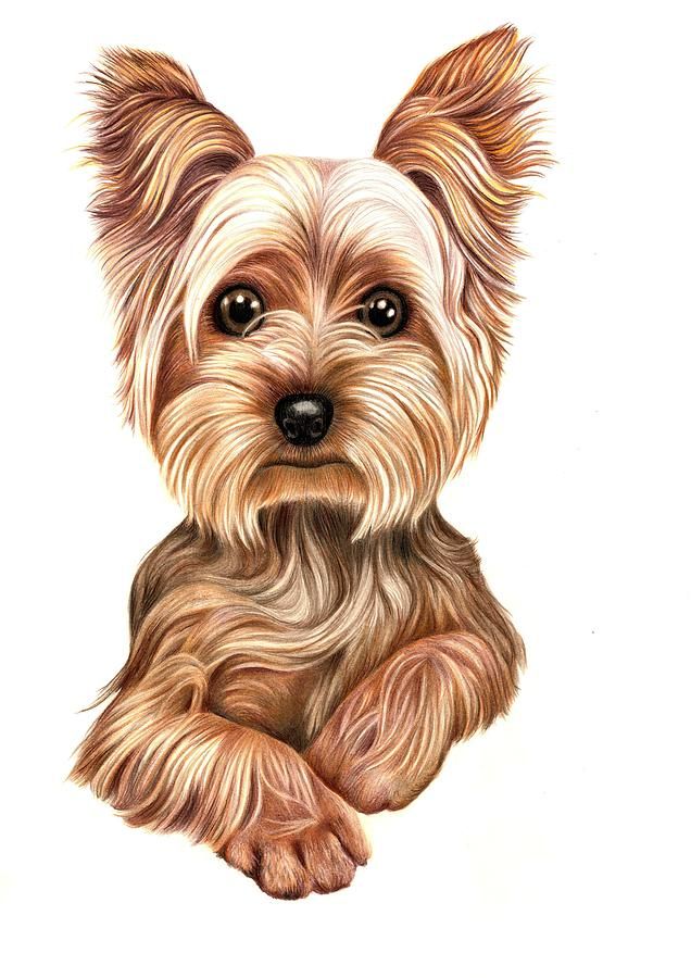 Yorkshire Terrier Drawing Realistic Sketch